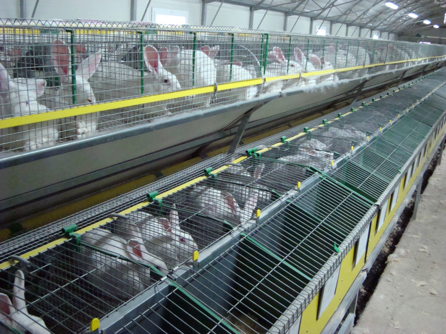 Cages à lapins sur deux niveaux dans le bâtiment d'élevage
